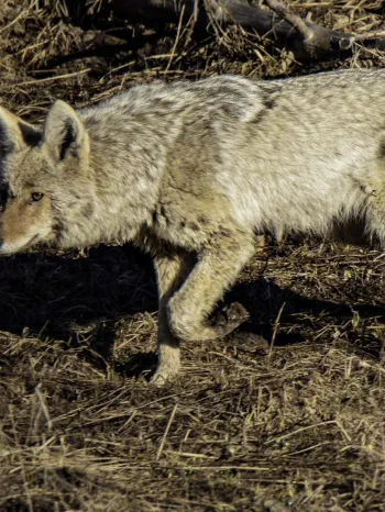 Coyote walking through a dry, brown field.