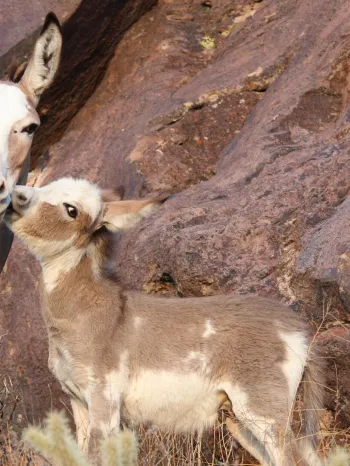 Two donkeys, an adult and a young one, nestled among large rocks in a desert landscape.