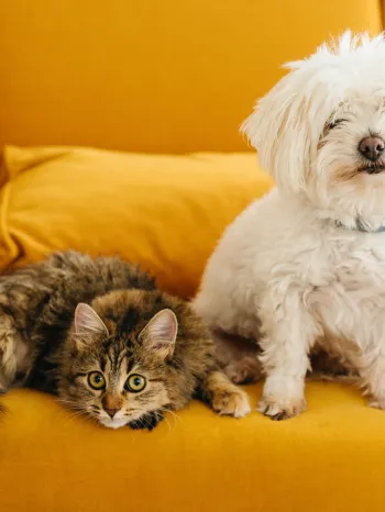 Small white dog and a tabby cat lounging on a chair together