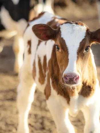 Calf