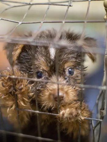 Puppy at puppy mill before being rescued