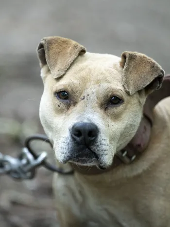 Dog on chain with scars