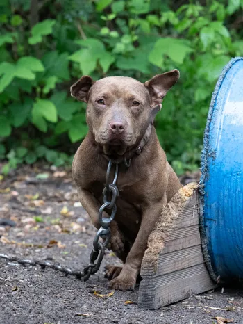 Brown dog on chain