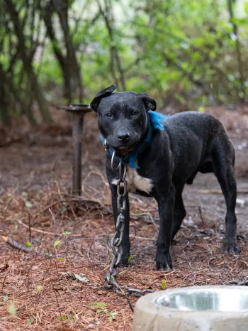 Black dog on heavy chain