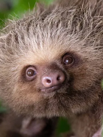 A sweet close up of a sloth in the trees at a rehab center. 