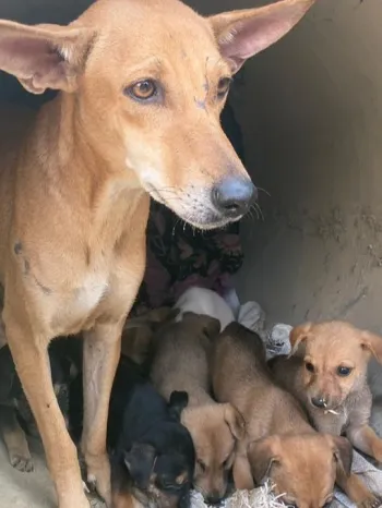 Adult dog with several puppies in a concrete structure.