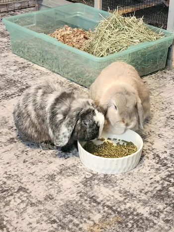 Two pet rabbits sitting on a rug eating food together from a bowl