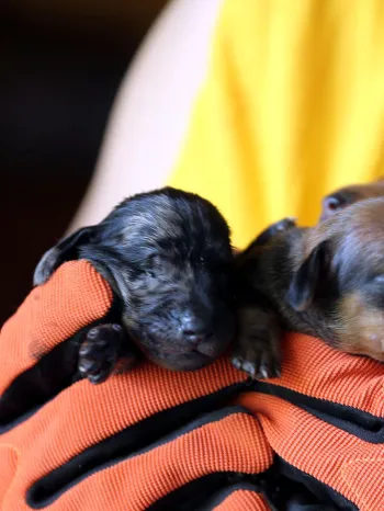 Rescued puppies