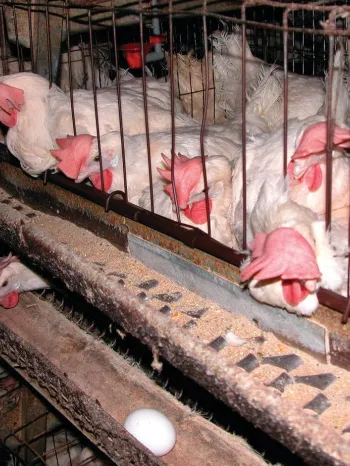 Hens in a battery cage
