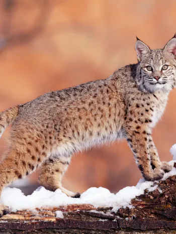 A bobcat standing on a snow-covered log