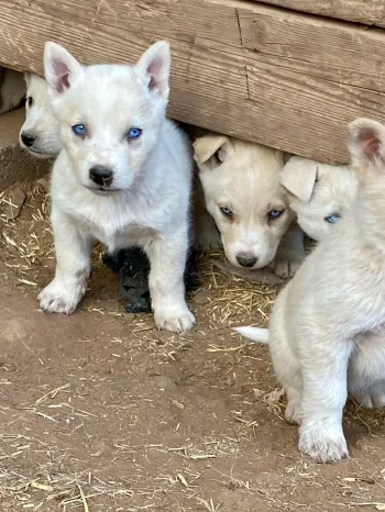 Rescued puppies