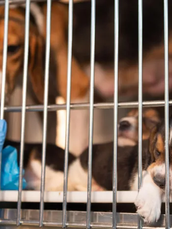  A group of beagle puppies inside a cage