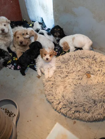 Several puppies gathered together in a small, dirty room
