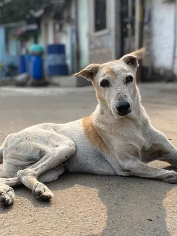 A street dog in India