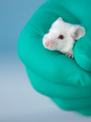 A white mouse held in a gloved hand.