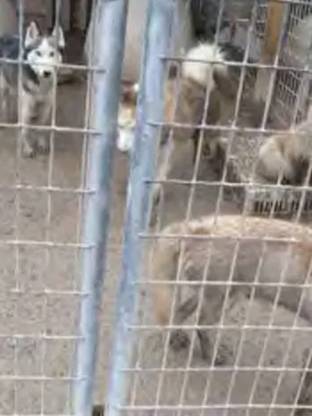 Group of dogs in a fenced enclosure.