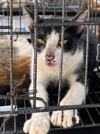 A cat in a small cage