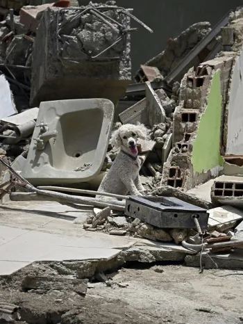 A dog stands among debris inside a damaged building following an earthquake