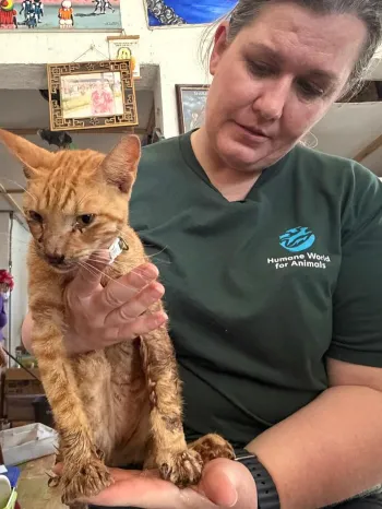 A person holding a small orange tabby cat.