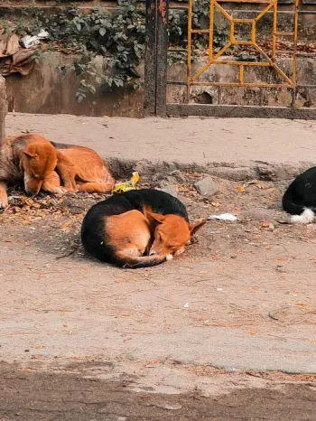 Street dogs in India
