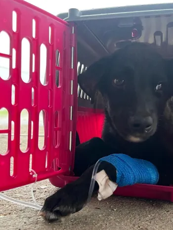 A small black puppy lying inside a pet carrier. 