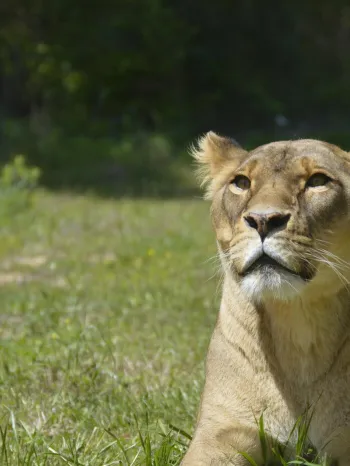 A lioness