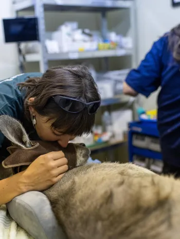 A veterinary setting where a person is tending to a kangaroo.