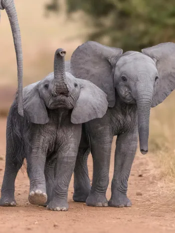 Young elephants walking in the wild