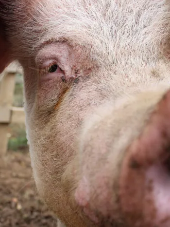 Close-up of a pig's face and snout