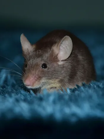 A rat inside a house on blue carpet