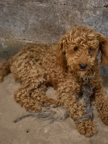 Dog prior to rescue from Yulin slaughterhouse