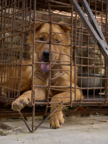 Dog prior to rescue from Yulin slaughterhouse