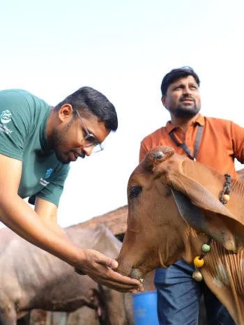 Two people interacting with a brown cow in an outdoor rural setting. 
