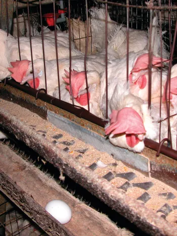 A group of chickens in battery cages