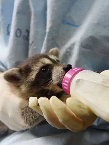 Baby raccoon being held and fed from a bottle