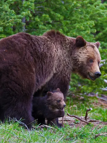 Wild grizzly bears at Yellowstone National Park in Wyoming.