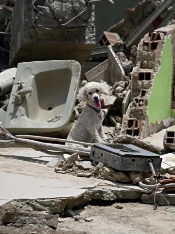 Dog sitting amongst rubble