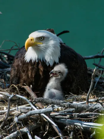 Bald eagle with white head and yellow beak sits in a nest of twigs beside a fluffy eaglet. The background is a blurred green.