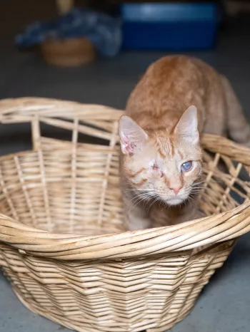 One eyed orange cat in basket
