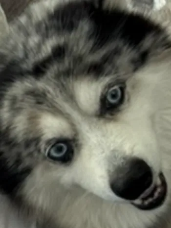 person is taking a close-up selfie on a couch with a fluffy dog