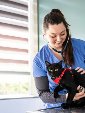 A veterinarian with a cat