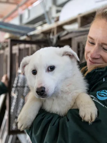 Cheongju dog meat farm and shelter