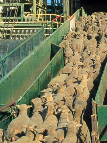 Live transport of sheep