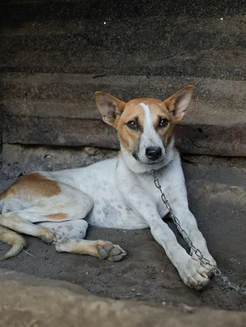 Dog chained as part of India dog meat trade