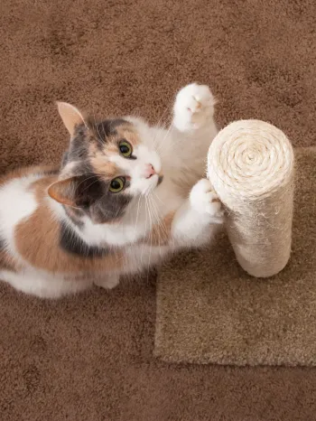 Cat clawing a cat scratching post