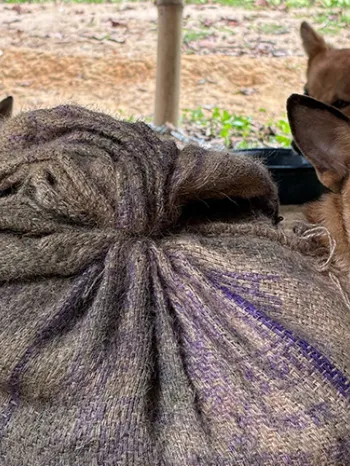 A brown dog with a black face in a tarp bag