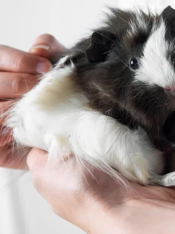 Person holding a black and white guinea pig