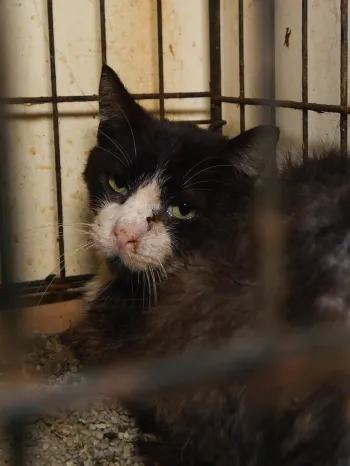 Cat in rusty cage on site at cruelty case before being rescued by the animal rescue team