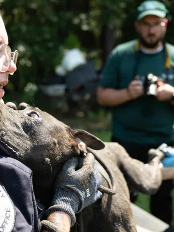 A muddy dog licks the face of a uniformed officer