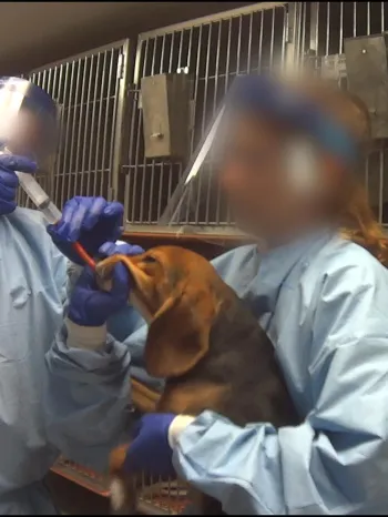 A beagle is used in a forced-ingestion practice session in which a tube is shoved down the dog's throat until it reaches his stomach.